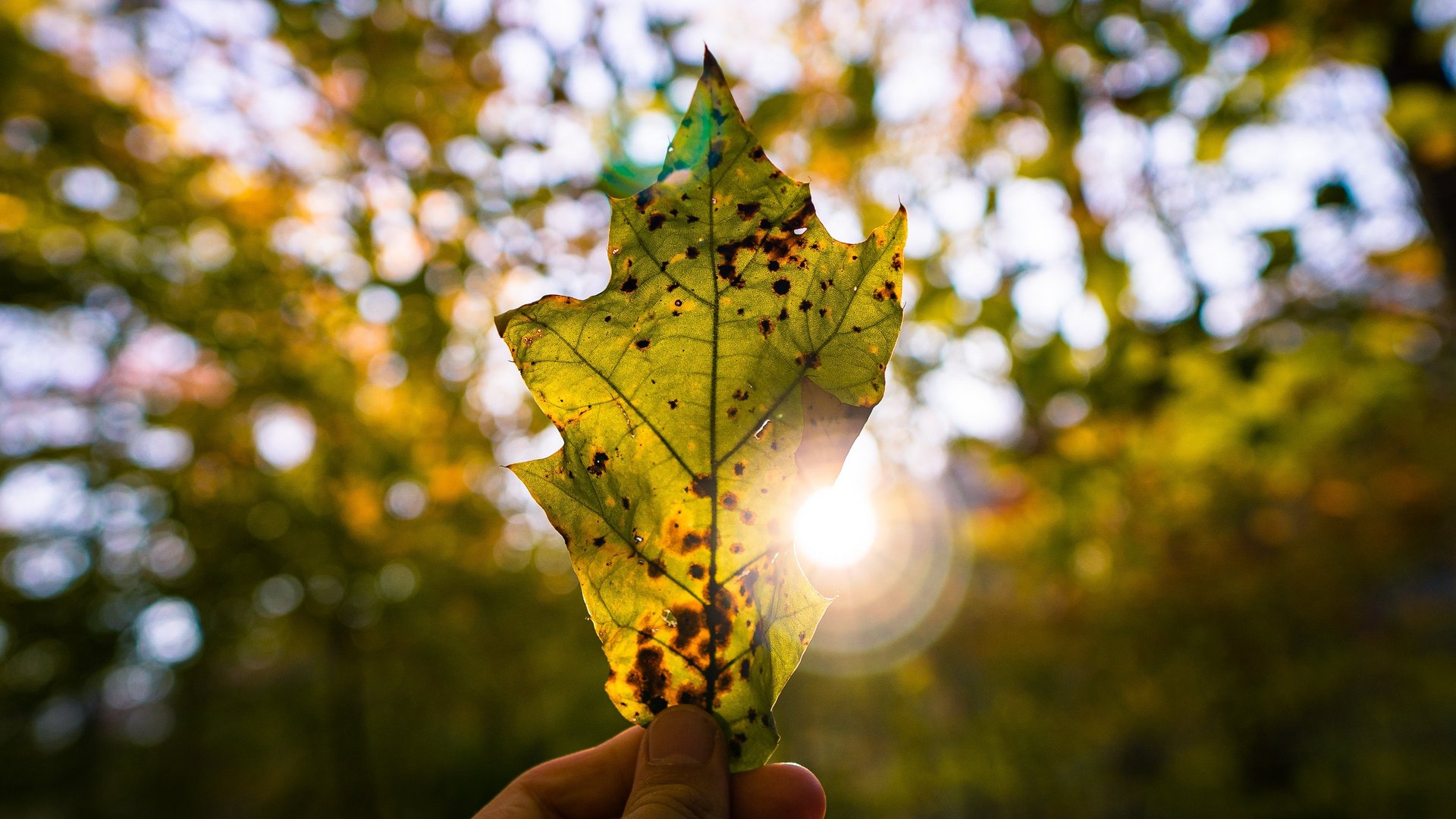 Ihr transparenter Stromanbieter in Südtirol/Trentino Ihr transparenter Stromanbieter in Südtirol/Trentino
