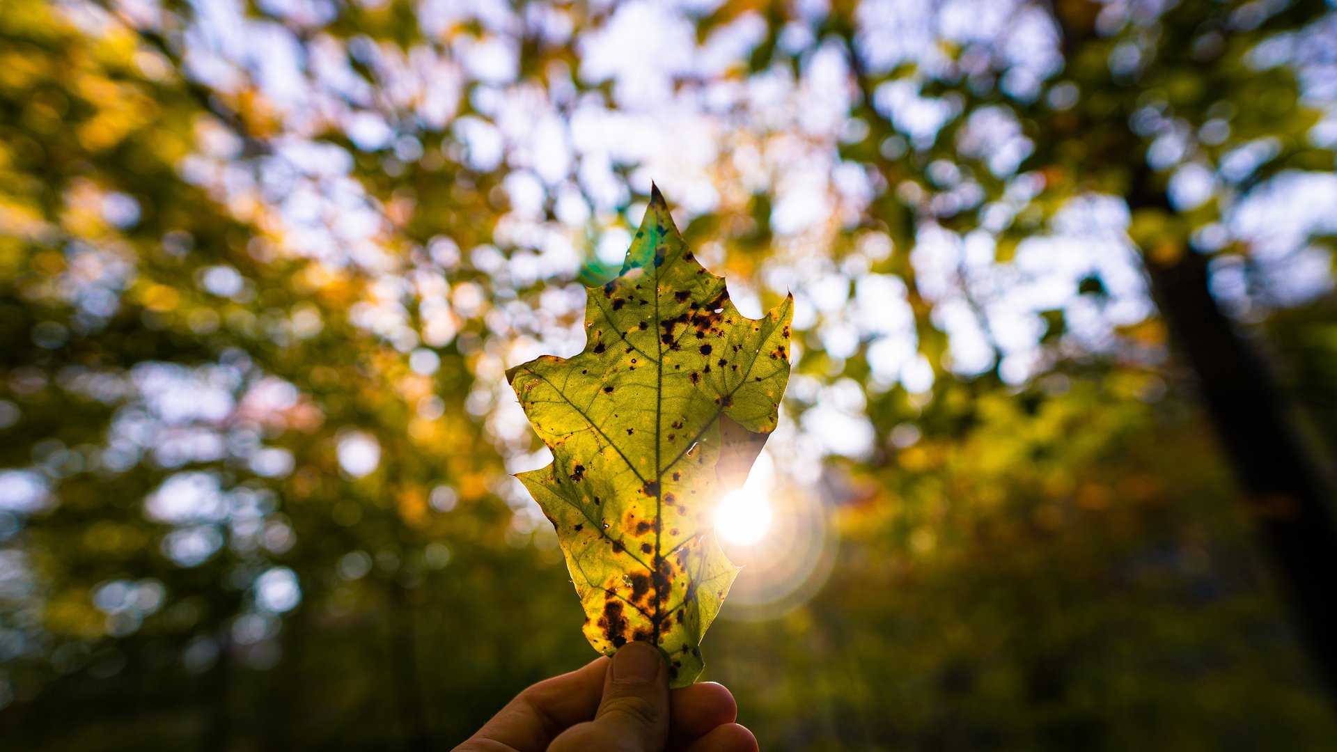 NEU! Telmekom Ihr Energieanbieter in Trentino/Südtirol NEU! Telmekom Ihr Energieanbieter in Trentino/Südtirol